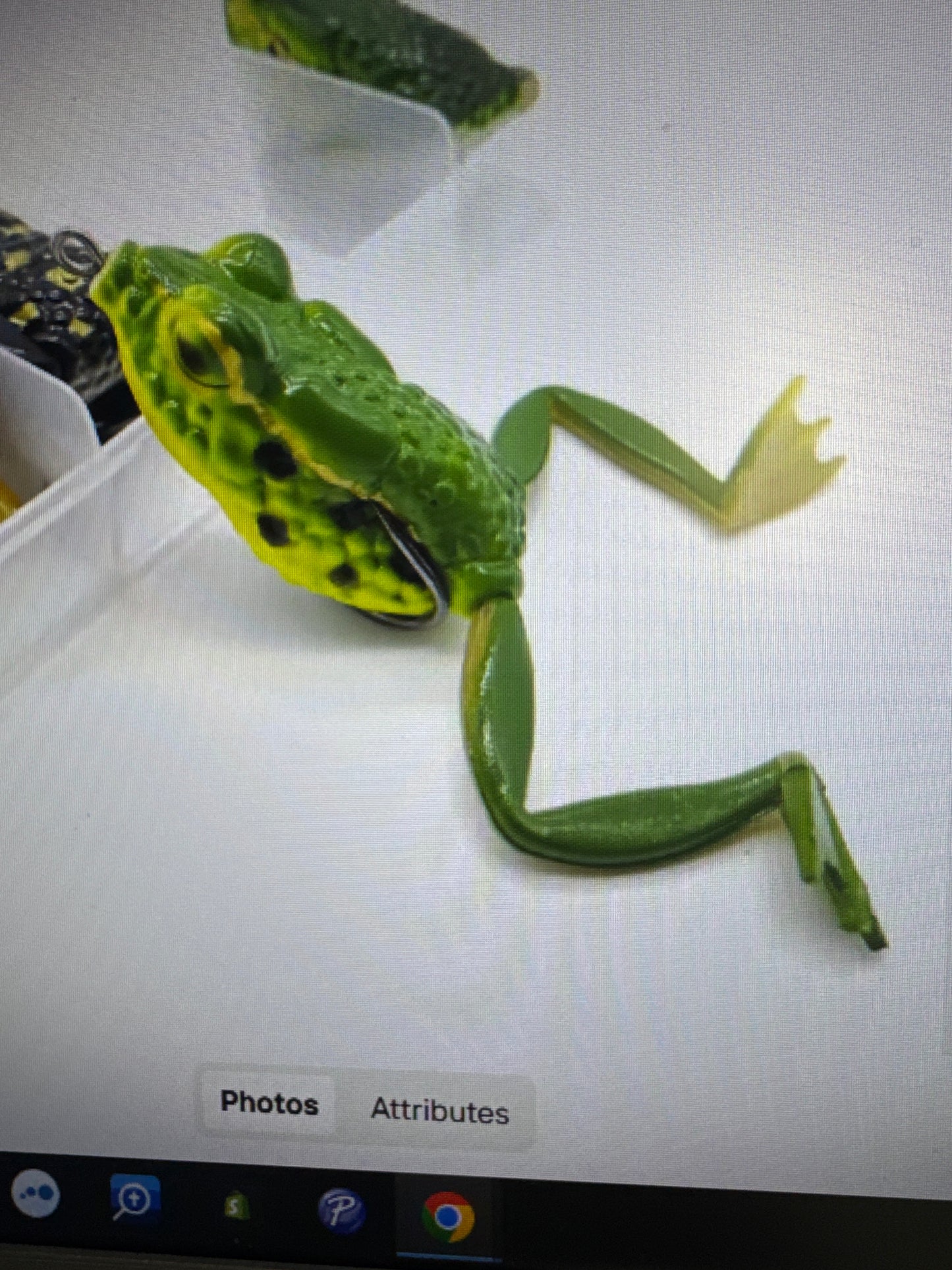 Frog black green